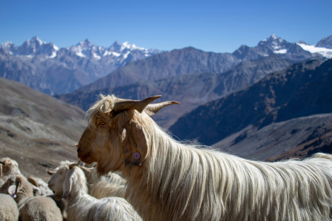 Why Cashmere Is So Expensive — And Why It’s Worth It